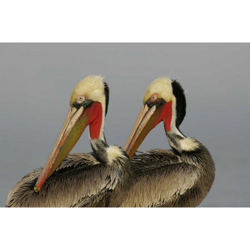 CA, La Jolla Brown pelicans preening in rhythm